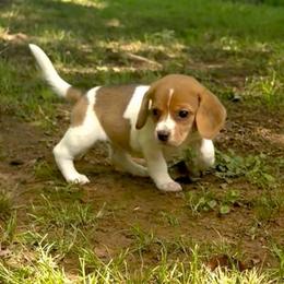 Cheesecake - Lemon female Beagle puppy in Judsonia, Arkansas from Mayberry Acres Beagles and Basset Hounds