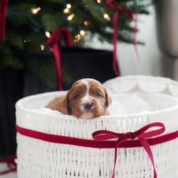 Lilly - Red  female Goldendoodle puppy in Vancouver, Washington from Blissful Doodles