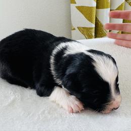Arrow - Black tri-color male Australian Shepherd puppy in Zwingle, Iowa from Homestead Aussies & Doodles