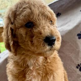 Rose - Apricot female Poodle puppy in Greenwich, New York from MizzElle’s Standard Poodles