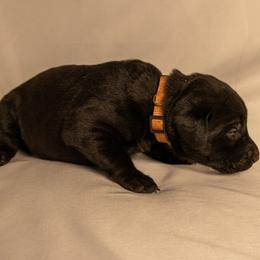 Orange Collar - Black female Labrador Retriever puppy in Lebanon, Oregon from Table Rock Retrievers