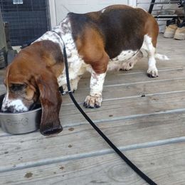 Roxanne - Basset Hound