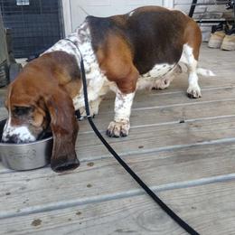 Roxanne - Basset Hound