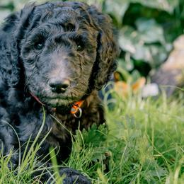 Poodle Puppies from Fluffy Poodles