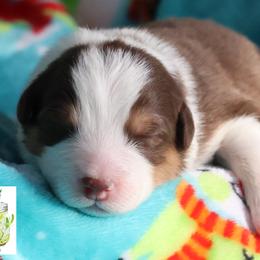 Mojito - Red tri-color male Australian Shepherd puppy in Springville, New York from RisingStar Australian Shepherds
