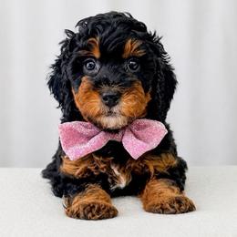 Ice Cream - Gray - Phantom female Bernedoodle puppy in Charleston, South Carolina from Palm Belle Doodles