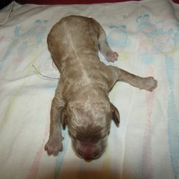 Goldendoodle and Poodle Puppies from David & Patricia Elliott