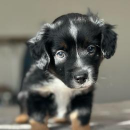 Sirius - Black tri male Miniature American Shepherd puppy in Greenwood, Indiana from Barnaby’s Barn Dog’s
