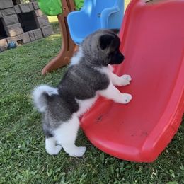Akita and Shiba Inu Puppies from Day Dream Shiba Inu’s