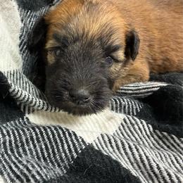 Pumba - Wheaten male Soft Coated Wheaten Terrier puppy in Nokomis, Illinois from Windhill Wheatens