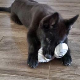 German Shepherd Puppies from Von De León German Shepherds