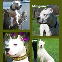 Male - White male Dogo Argentino puppy in San Diego, California from Debonair Dogos