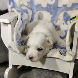 Moe - White male Coton de Tulear puppy in Westfield, North Carolina from Legacy Pets
