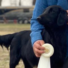 Evie - Flat-Coated Retriever