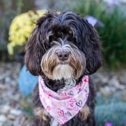 Lilo - Labradoodle