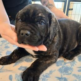 Green collar - Black brindle male Cane Corso puppy in Los Lunas, New Mexico from Top Gun Kennels NM