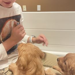 Golden Retriever and Labrador Retriever Puppies from All Around Retrievers