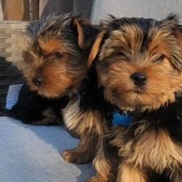 Yorkshire Terriers from 317YORKIES