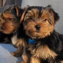Yorkshire Terriers from 317YORKIES