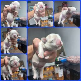 Boy 2 - Blue male Shih Tzu puppy in Houston, Texas from Shih Tzu Houston