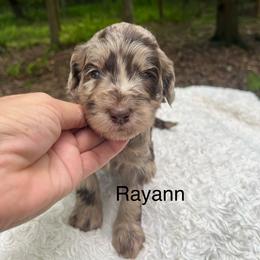 Ray-Ann - Merle female Goldendoodle puppy in New Ringgold, Pennsylvania from Hawk Mountain Doodles