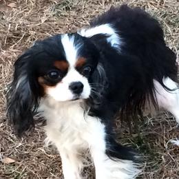 Cavalier King Charles Spaniels from Cynja Cavaliers