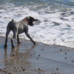 German Shorthaired Pointer All Grown Up from Fenton River GSP