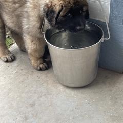 Leonberger Puppies from Sinnsro Leonbergers