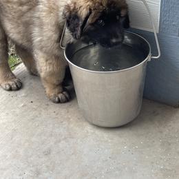 Leonberger Puppies from Sinnsro Leonbergers