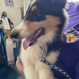 Tolly - Collie puppy in Waterville, Iowa from Lisa’s Lassies