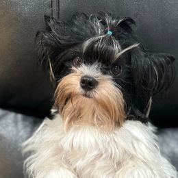 Bruno - Biewer Terrier