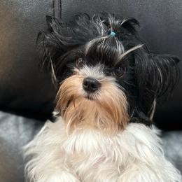 Bruno - Biewer Terrier