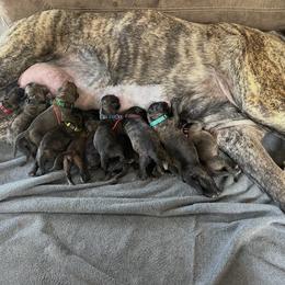 Mastiff puppies from Mineral Springs Mastiffs