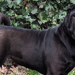 Olive - Chinese Shar-Pei