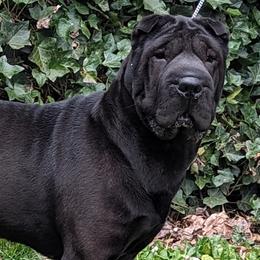 Olive - Chinese Shar-Pei