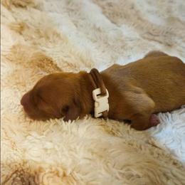 Feta - Golden male Golden Retriever puppy in Dayton, Minnesota from Akoya Kennels