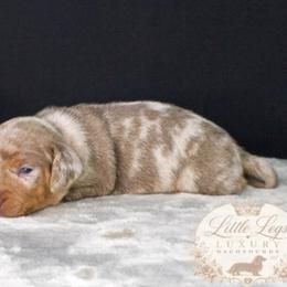 CKC Honey - Dapple female Dachshund puppy in Christiansburg, Virginia from Little Legs Luxury Dachshunds LLC