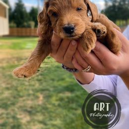 Goldendoodle Puppies from BasilBella’s Doodles