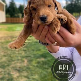Goldendoodle Puppies from BasilBella’s Doodles