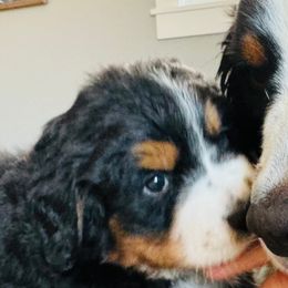 Bernese Mountain Dogs from Rooted Branch Farm