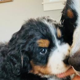 Bernese Mountain Dogs from Rooted Branch Farm