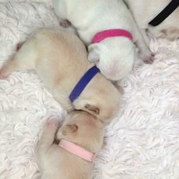 French Bulldog Puppies from Diamond Dreams French Bulldogs
