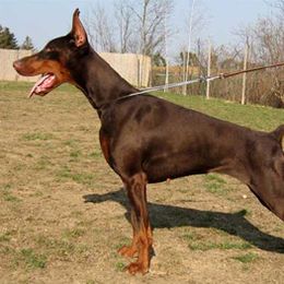 Bella - Doberman Pinscher
