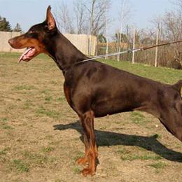 Bella - Doberman Pinscher