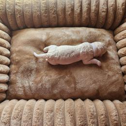 Raspberry Beret - Cream female Poodle puppy in Athens, Texas from Pruitt Family Kennels