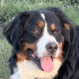 Duke - Bernese Mountain Dog