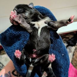 Boy 3 - Black and tan male Lapponian Herder puppy in Prattsburgh, New York from Maalattu Koirankoppi Lapponian Herders