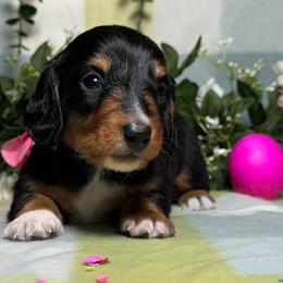 Black and Tan boy - Black and tan male Dachshund puppy in Alice, Texas from Crimson’s longhair Dachshunds