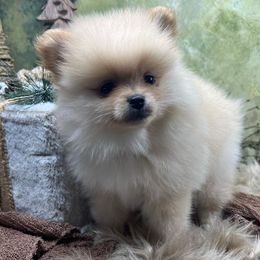 Pomeranians from Underland Pomeranians