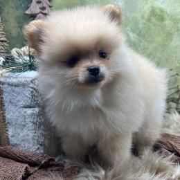 Pomeranians from Underland Pomeranians